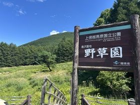 いま見頃の野草園の花々をご紹介🌼