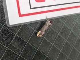 木の枝にそっくり