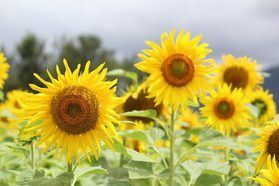 8月下旬でも楽しめる!高原に咲く美しい夏の花たち