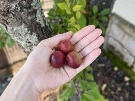 爽やかな甘い香りがする季節です~*