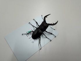 この夏出会った夏の昆虫たち