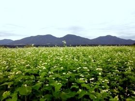 そばの花が開花しました