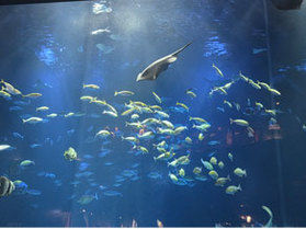 四国水族館に行ってきました！