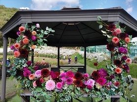 秋田国際ダリア園が開園しました！