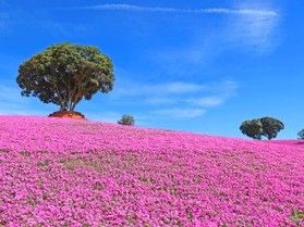 マザー牧場の『ペチュニア』