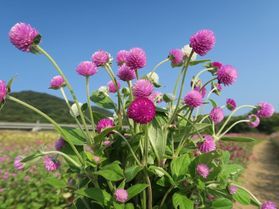千日紅摘み取り♪・・・パルシェ香りの館