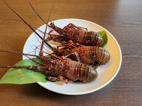 気仙沼港水揚げ!伊勢海老入荷いたしました
