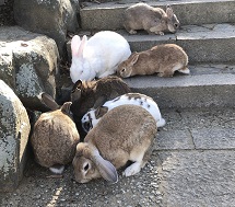 うさぎとの触れ合い~月うさぎの里~