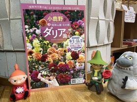 関東地方最大級⁉ ダリア園 始まりました✨🌺