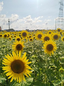 見るだけで元気になる花、ひまわり🌻