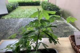 お辞儀をする植物「オジギソウ」