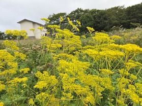 湿原の植物