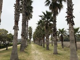 無数にそびえ立つヤシの木