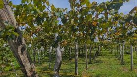 秋の味覚ぶどう狩り🍇<br>【アマヤファーム】