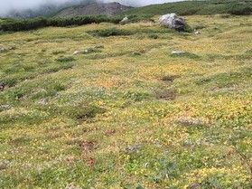 室堂平は黄金色♪