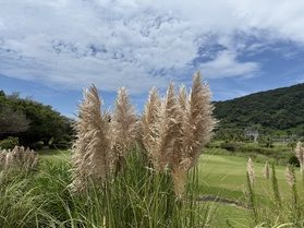すすきが告げる夏のおわり