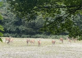 ホテル周辺でよく見るエゾシカ🦌