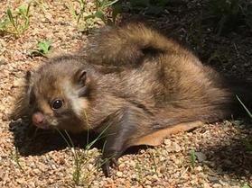 かわいいこの動物は？