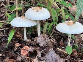 オニフスベに続いてキノコ大量発生🍄