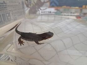 珍しいお客様