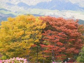 少し早めの紅葉情報🍁