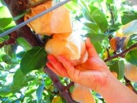 好評! 鳥取県産梨お土産付き宿泊プラン
