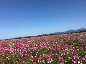 宮ノ下コスモス広苑で、秋の色に包まれる休日