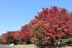 帝釈峡の紅葉