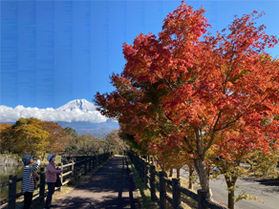 【じゃらんニュース】東海の紅葉スポットに富士宮が2カ所紹介