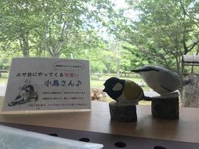朝のバードウォッチングはいかがでしょうか