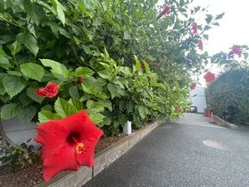 ハイビスカス情報