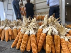 ロビーの地トウキビを入れ替えました🌽