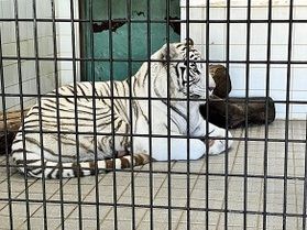とべ動物園入園券付きプランのご案内！