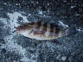 休暇村南紀勝浦周辺でで釣りをしてみました!