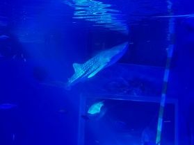 のとじま水族館