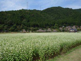 そばの花満開の美山町へ