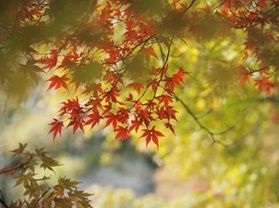 【迫る紅葉】帝釈峡の昨年の紅葉状況の紹介