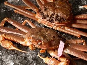もうすぐ解禁!!\松葉がに/ 日本海にカニ食べいこう♪