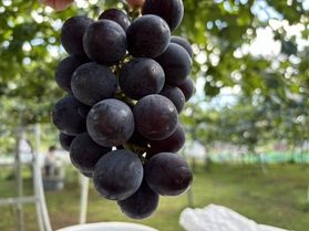 🍇フルーツ狩りが楽しめる🍎<br>【飯山市 塩崎農園】