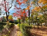秋のお出かけに!<br>紅葉おすすめスポット情報