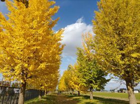横手黒川のイチョウ並木の紅葉