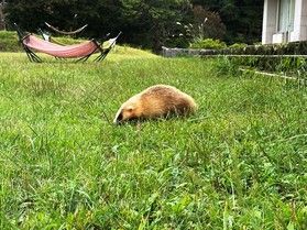 珍客シリーズ part.4