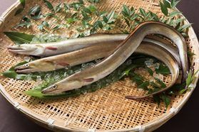 愛媛県が水揚げ量全国トップクラスを誇る鱧を知ろう!!