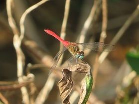 秋を感じる生き物たち