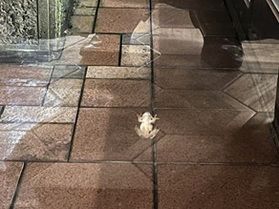 「窓の外からこんばんは」〜カエルのつぶやき〜
