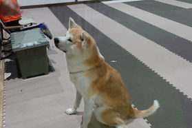 秋田犬の可愛さを味わえる場所
