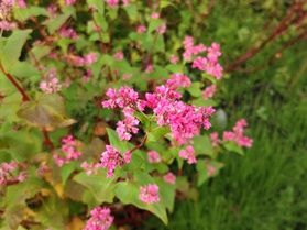赤そば『高嶺ルビー』の花が見頃！