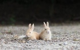 子うさぎに出会える季節到来!