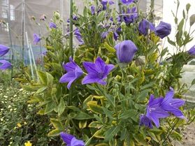 秋のお花 キキョウ