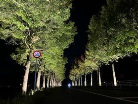 廃線跡 ライトアップされたアメリカフウ並木